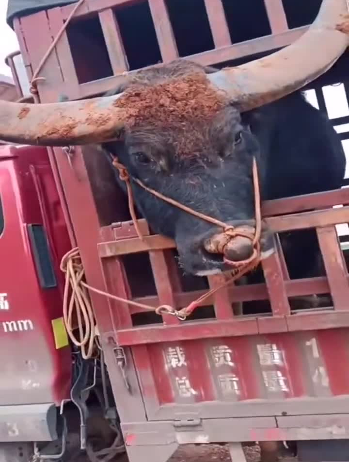 一代老牛王黑金刚,野牛克星,祝牛王旗开得胜-度小视