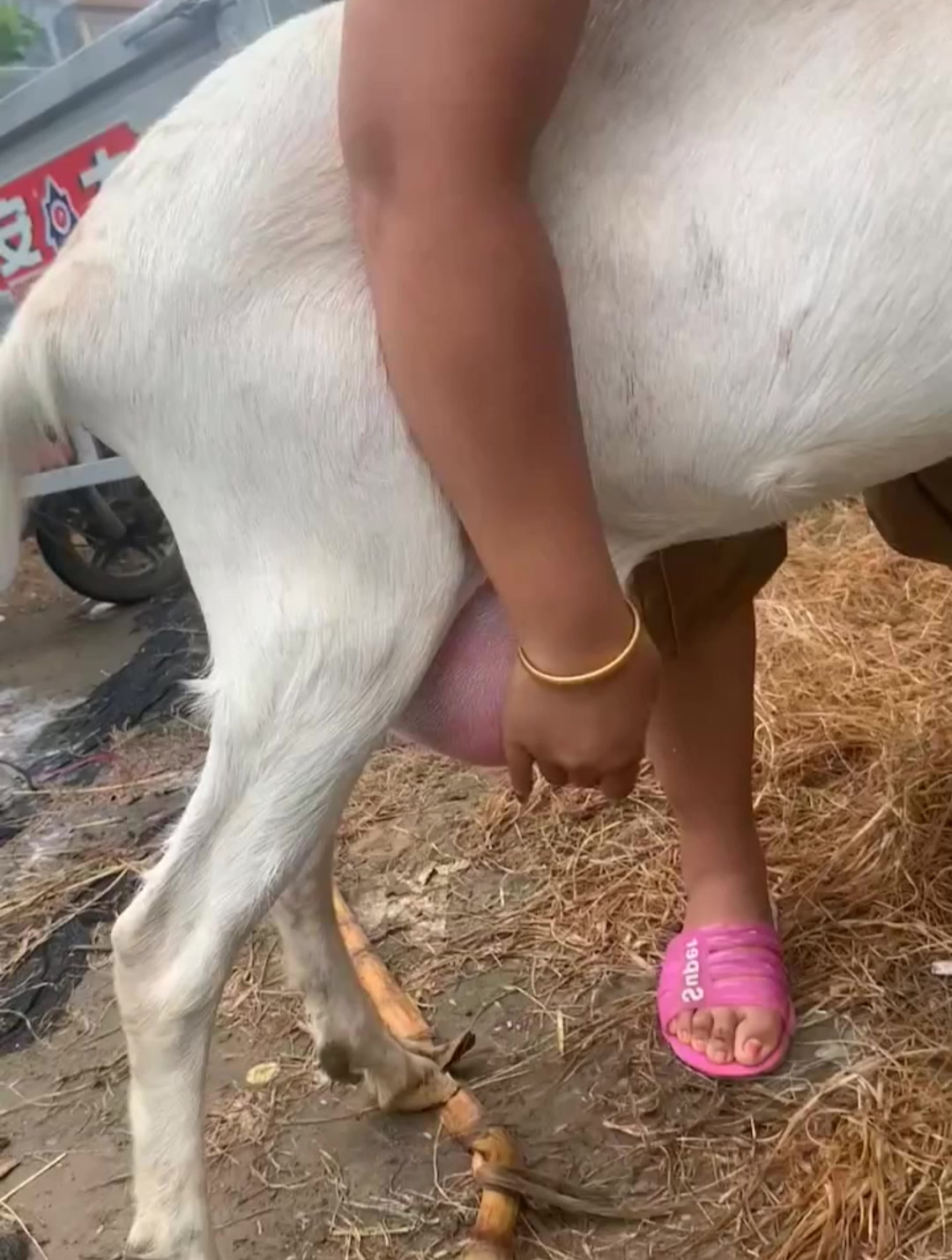 美女给山羊挤奶,搞得山羊都害羞了!