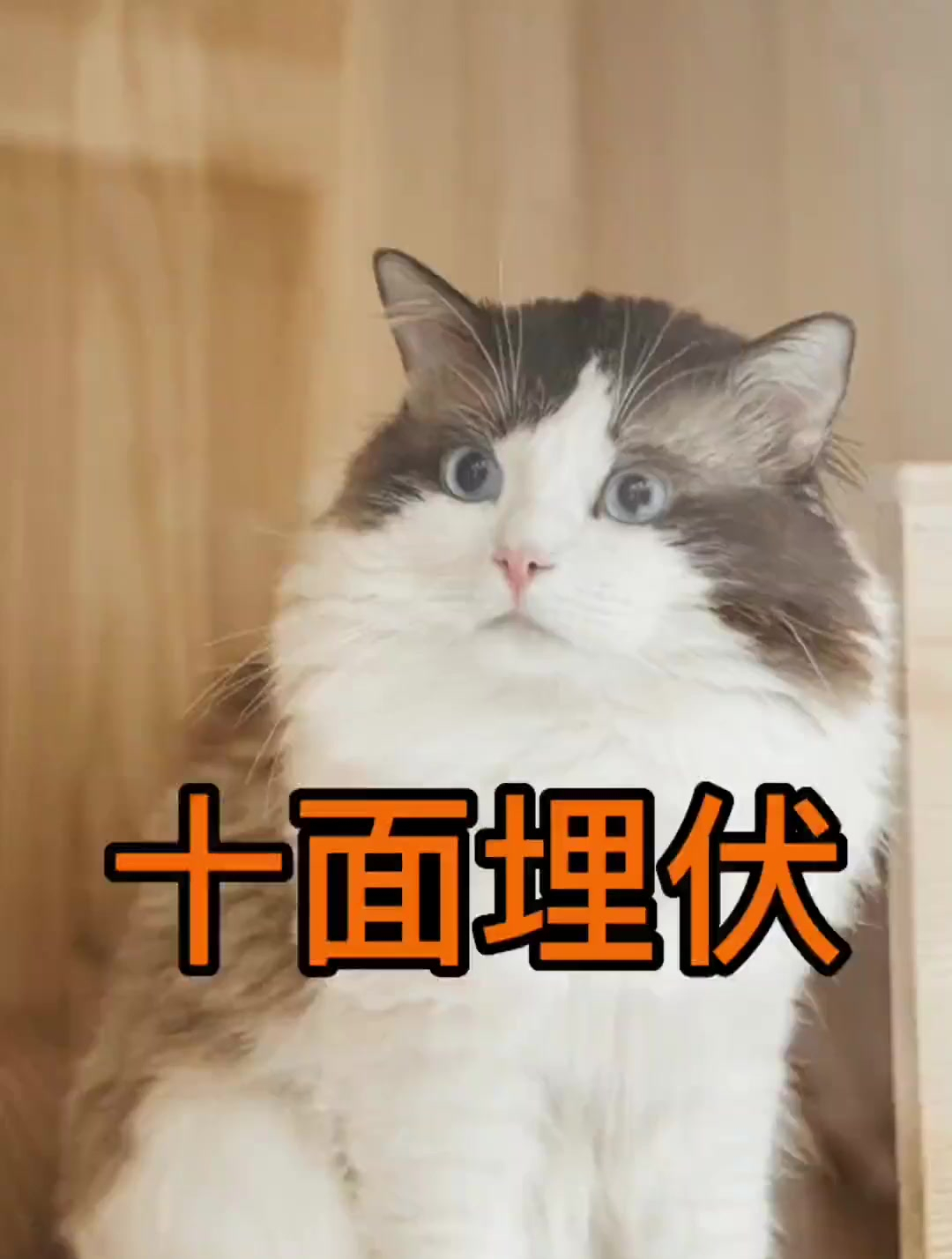 邦邦叶问猫:我要打十个!