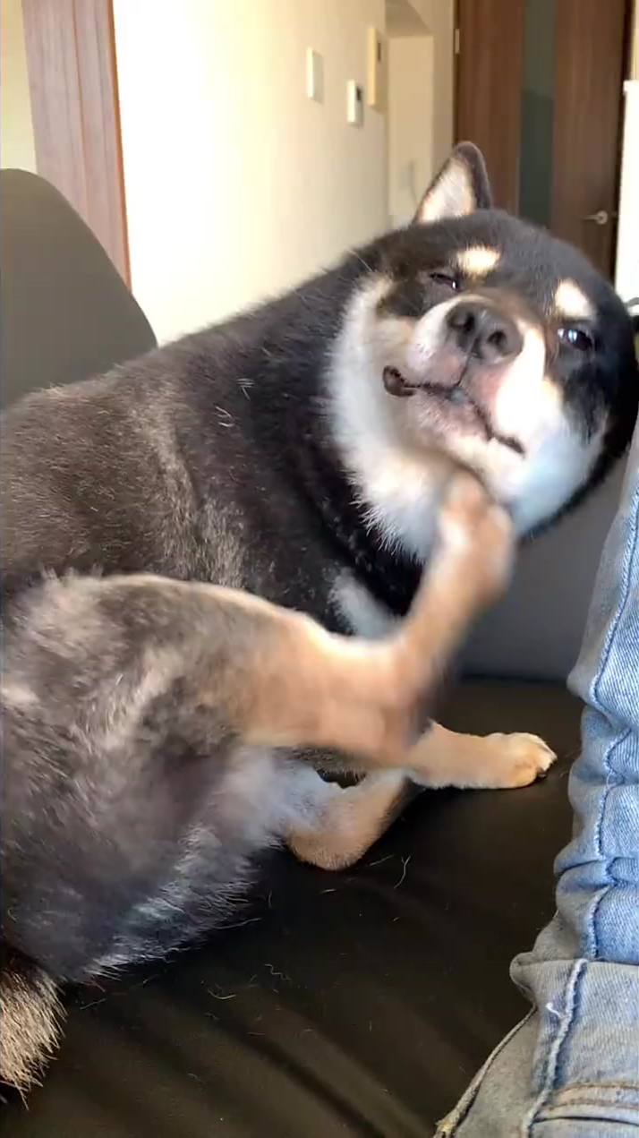 你是火打不着了么挠痒我可以理解为啥那么使劲儿-度小视