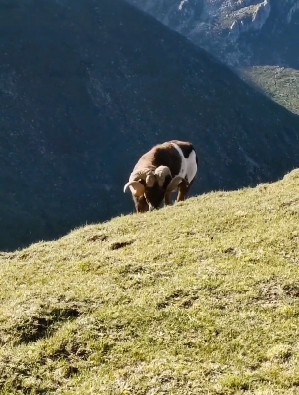 高原上的欧拉羊,太漂亮了!-度小视