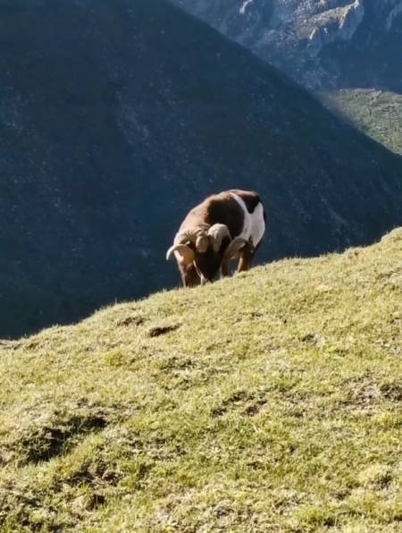 高原上的欧拉羊,太漂亮了!-度小视