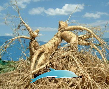 白山特产-抚松人参