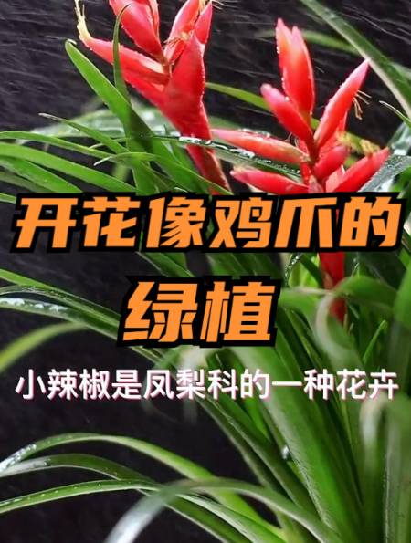 做生意老板最爱的花之一"招财手",开花像鸡爪一样,如何养护?-度小视