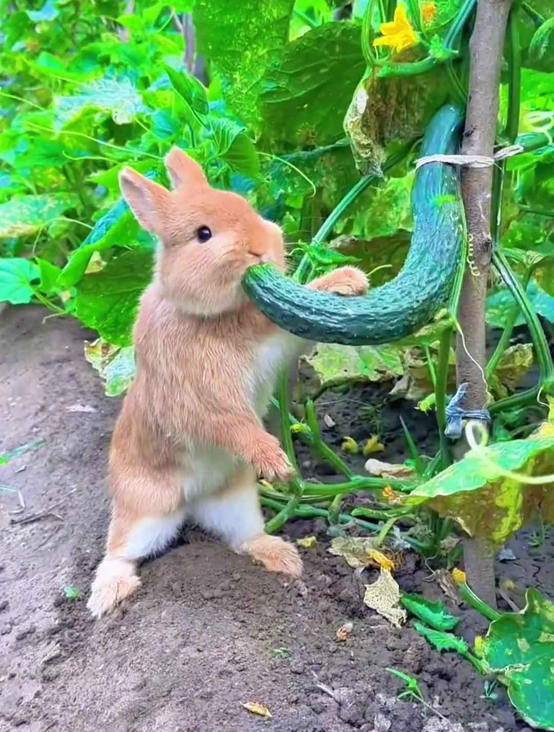 小兔子吃东西,太可爱了