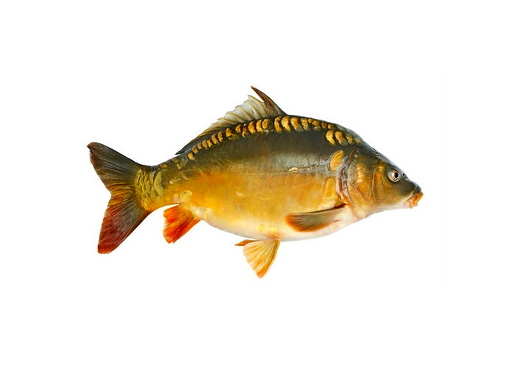 三道鳞鱼是什么鱼?#寻找百度ai写手计划# #寻找百度ai写手计划#  1.