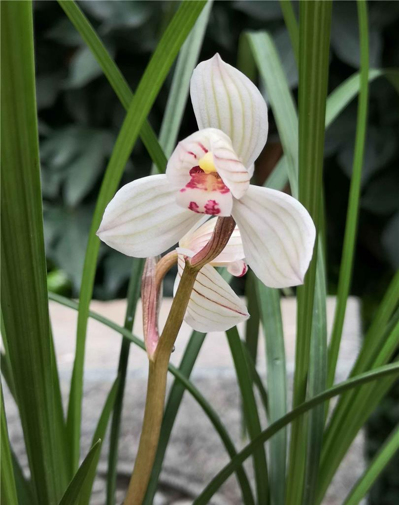 莲瓣兰传统名品——双喜荷,一杆双花,玲珑秀美,香气怡人