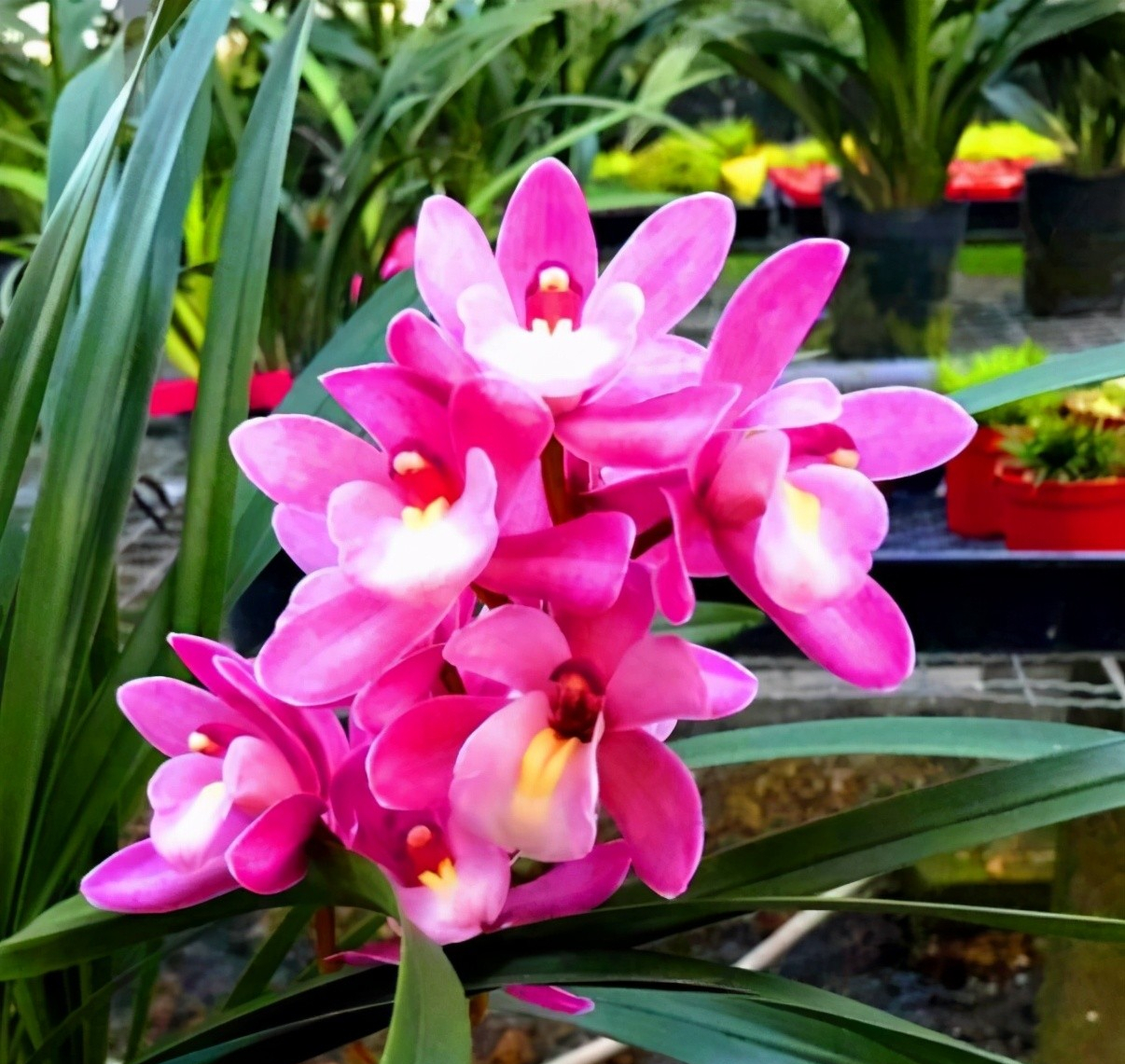 建兰"香妃",阳台再小也要养一株,芬芳怡人,极美香妃