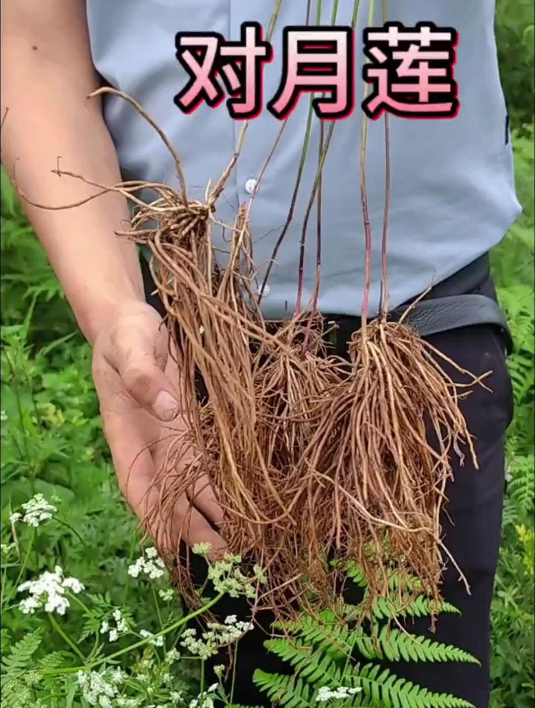 山上空气好,今天给大家介绍"对月莲"-度小视