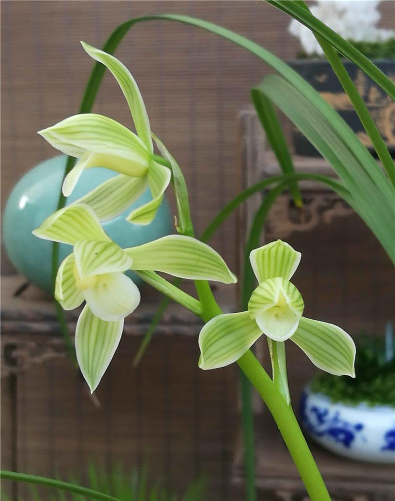 莲瓣兰中的素花精品,素色荷瓣,花姿优美,芬芳扑鼻,值得入手