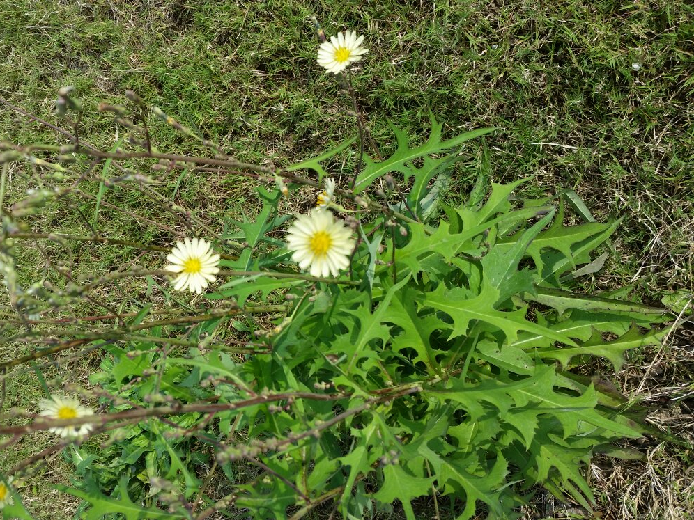 若长在您家旁边,请答应我"摘叶别挖根,山莴苣真的好珍贵