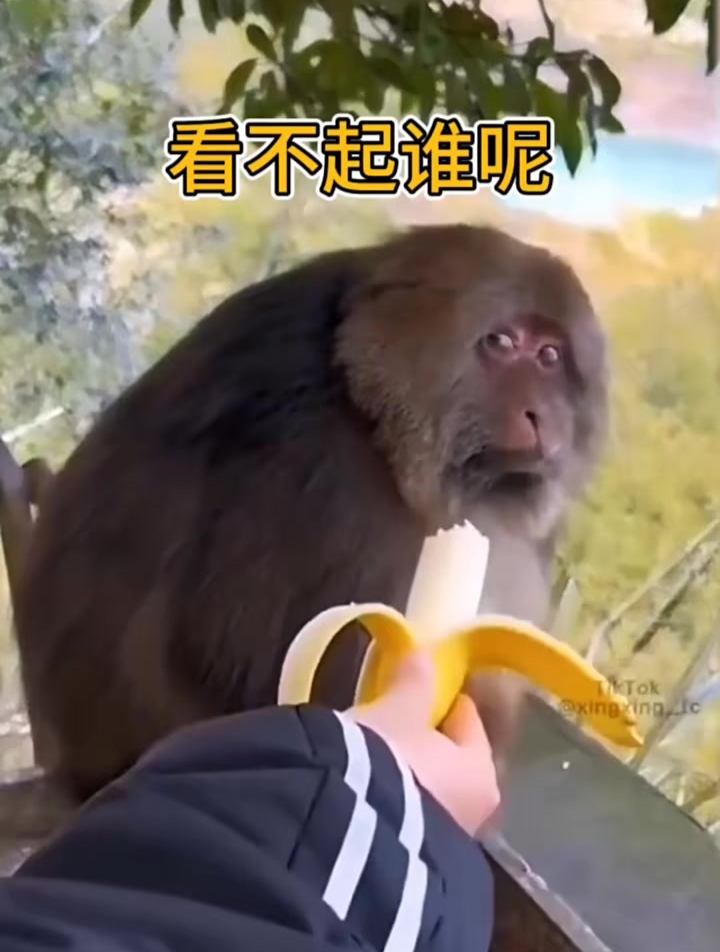 给猴子吃半只香蕉,猴子的眼神充满不屑