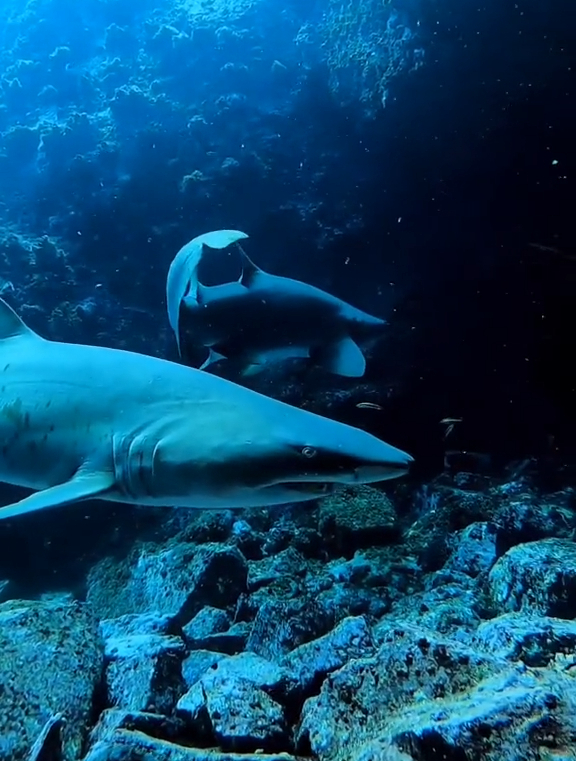 看凶狠的眼神及一口歪扭不齐大牙,这就是世界长得最吓人的马科鲨-度小