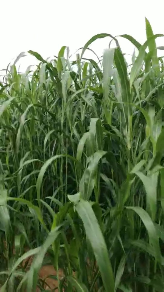 适合养牛养羊的甜高粱牧草高营养高产量