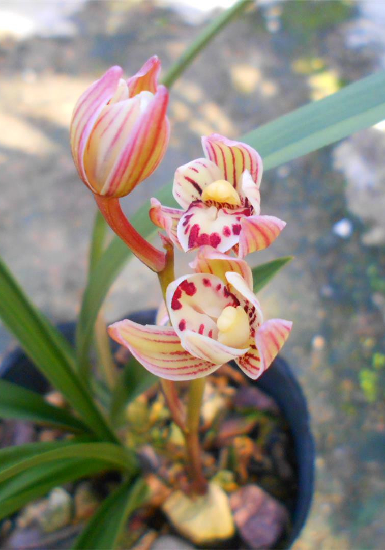 建兰名花"七彩玲珑",花色绚丽,瓣型圆润,好养不贵,值得入手