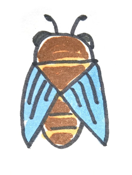 画一只知了一学就会的简笔画