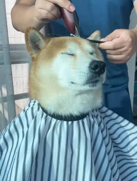 二月二龙抬头狗狗也要理理发