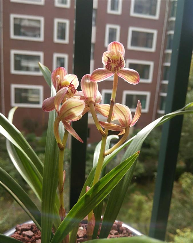 建兰红花荷瓣红月,花姿优美,香味浓郁纯正,勤花勤草,温馨可人