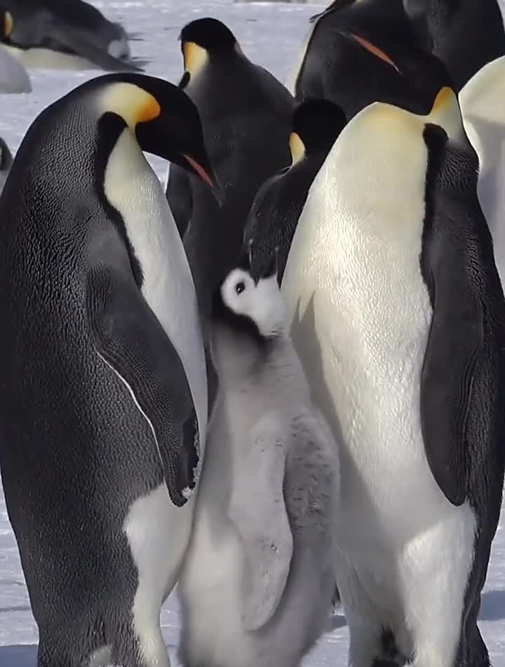 南极幸福帝企鹅一家,亲子时光-度小视