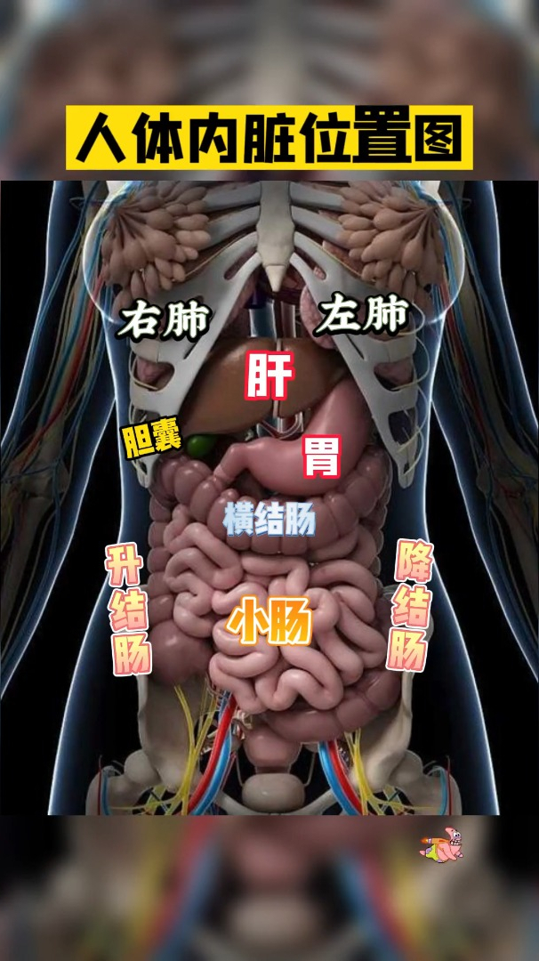 10秒帶你瞭解人體內臟位置圖