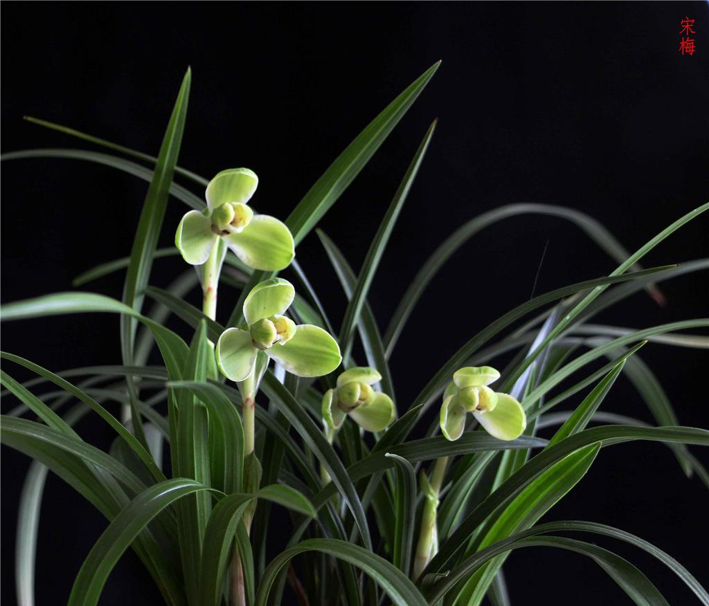 冬季养兰,首选—宋梅,瓣型典雅,香味扑鼻,存世量少,物美价廉