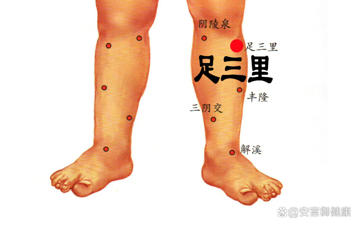 足三里最简单找法图图片