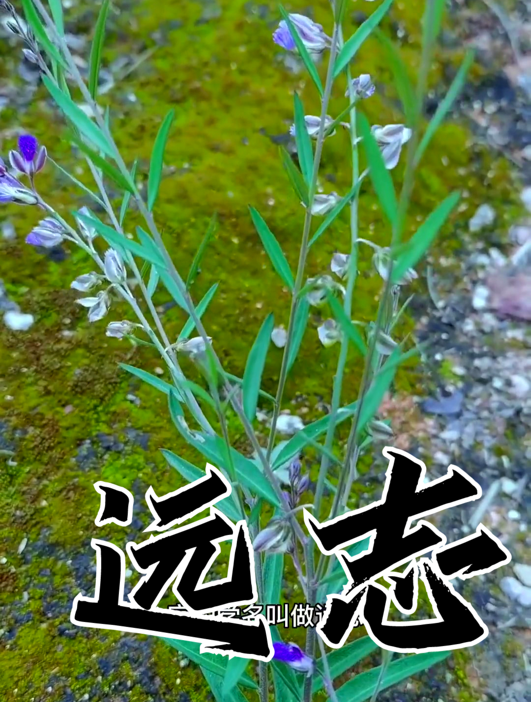 植物科普远志是众多中草药植物中比较常见的一种