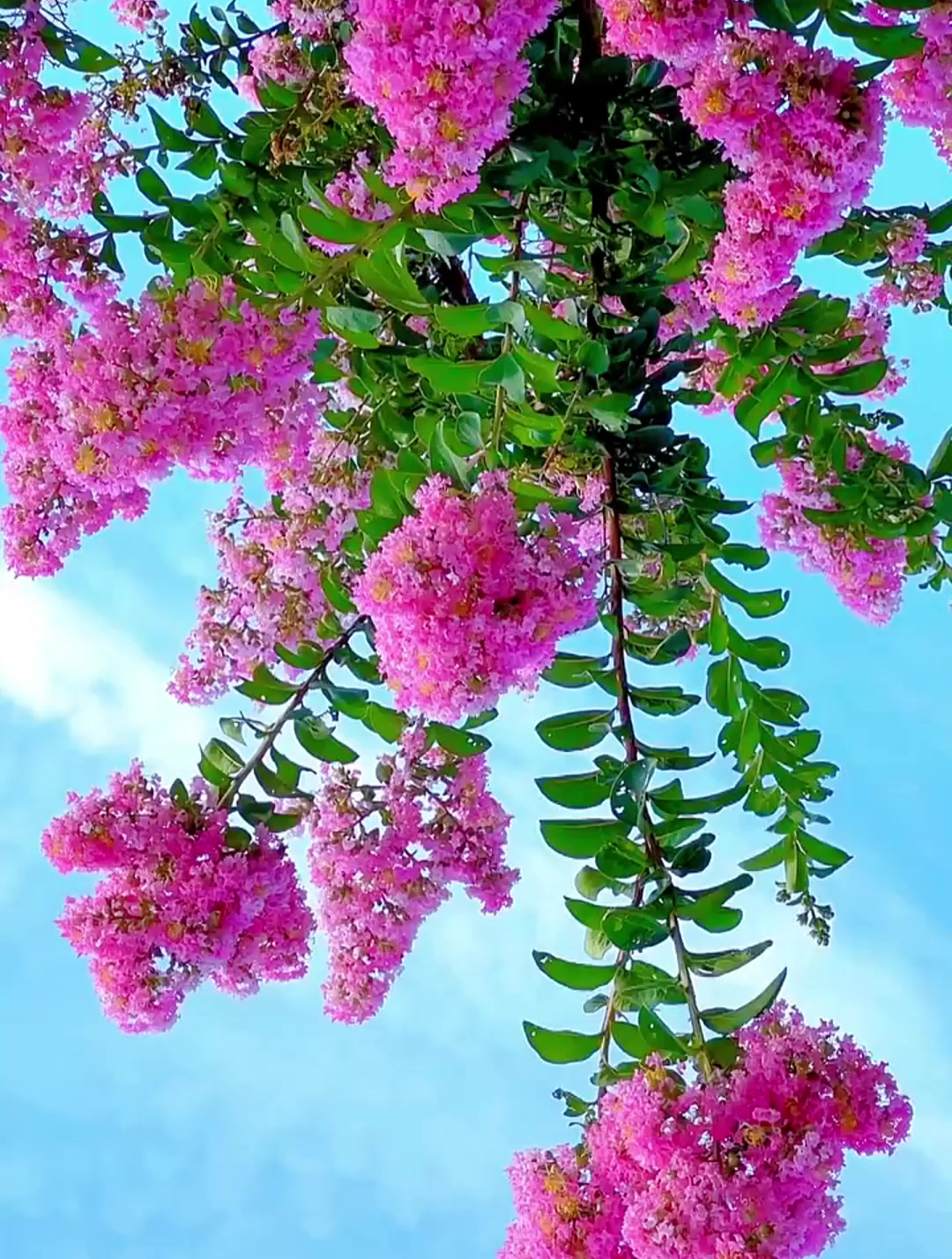 风景最能治愈人心,花开的太美了,真是赏心悦目