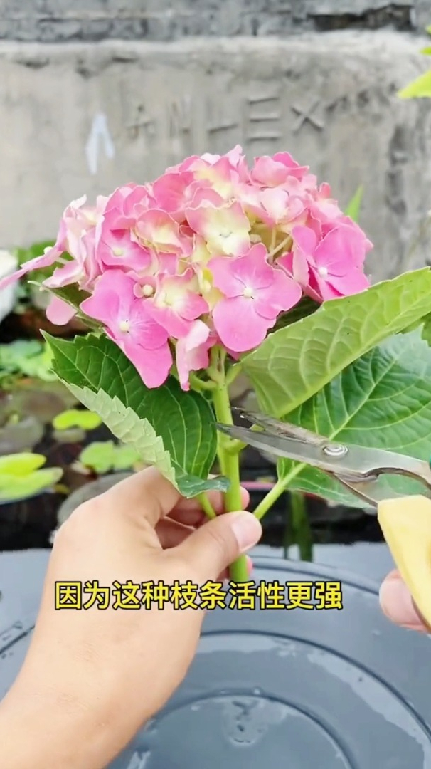 绣球花也可以水培扦插一个月就可以长出大白根