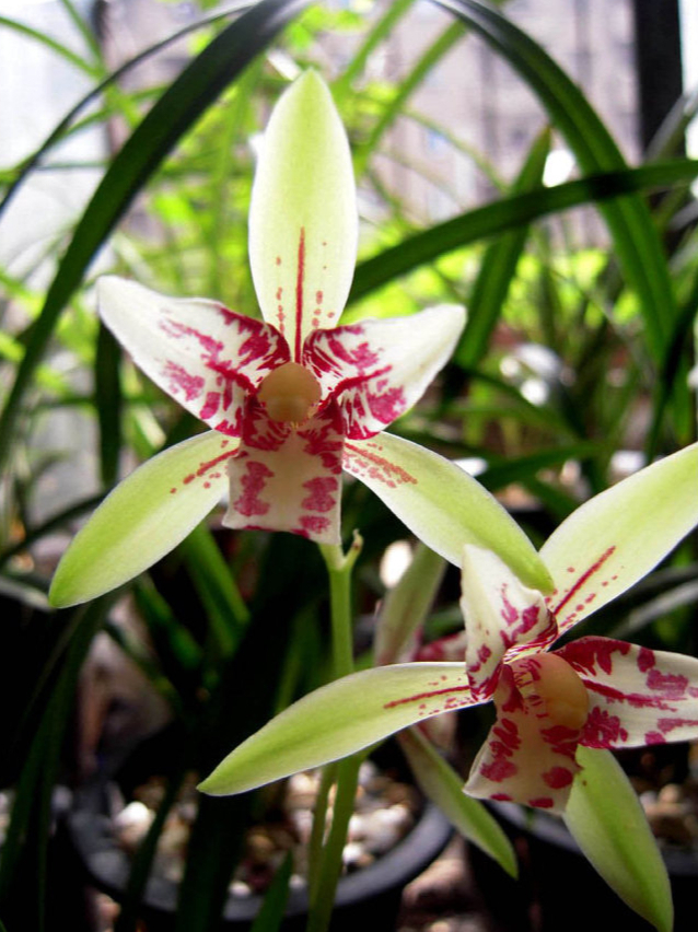 建兰蝶花铭品——朝阳三星蝶,花姿优美,兰香浓郁,好养还实惠