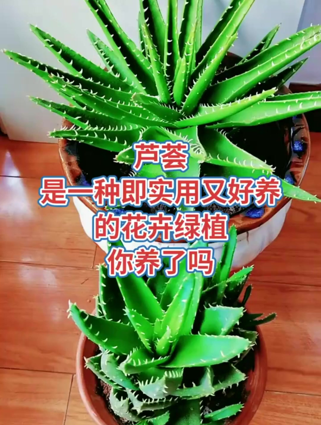 芦荟是一种即实用又好养的花卉绿植