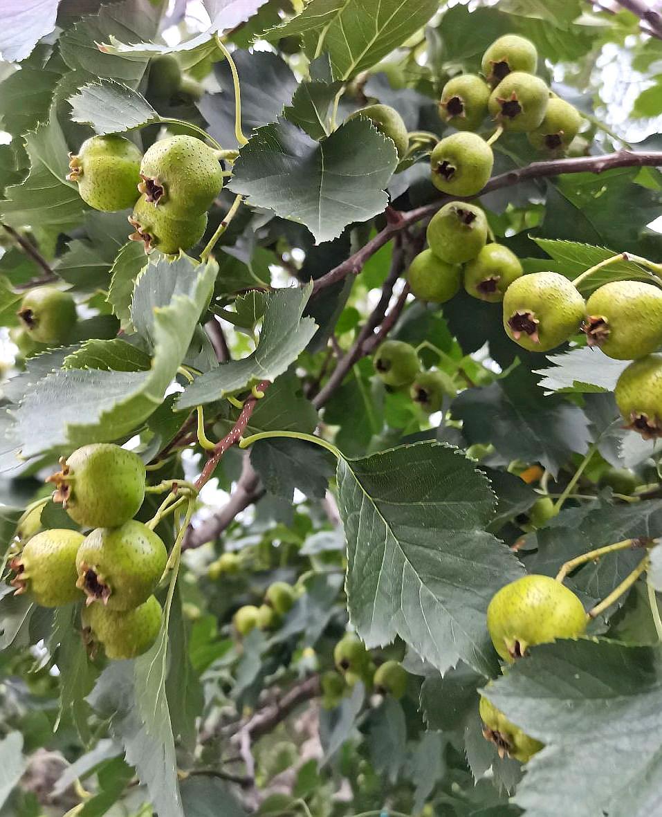 青涩诱人的山楂果