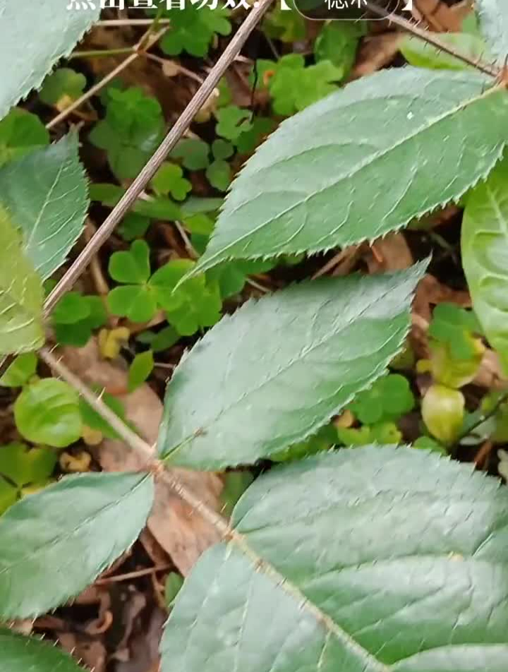 野生植物大自然的馈赠野生草药楤木又叫雀不站鸟不宿鹰不扑-度小视