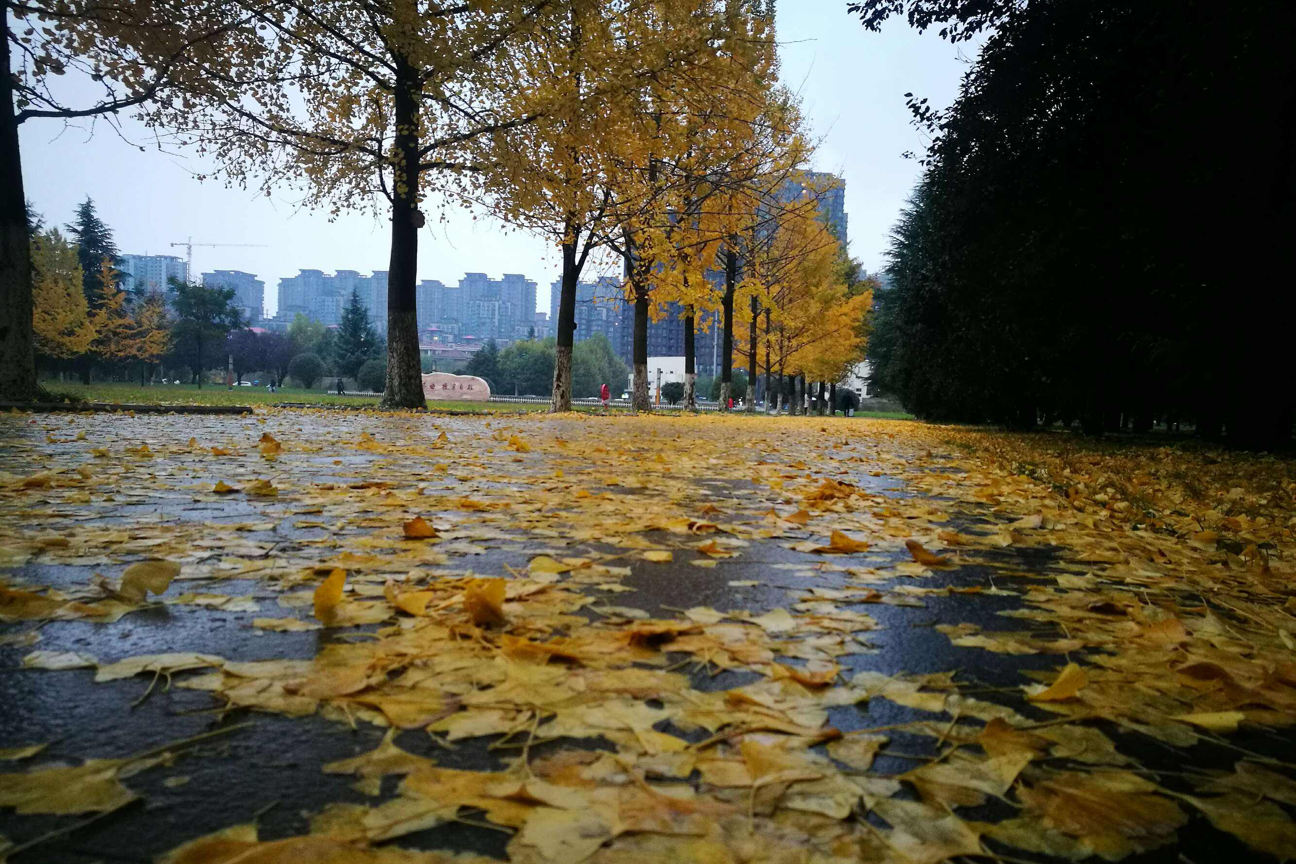 秋天的雨图片景色图片