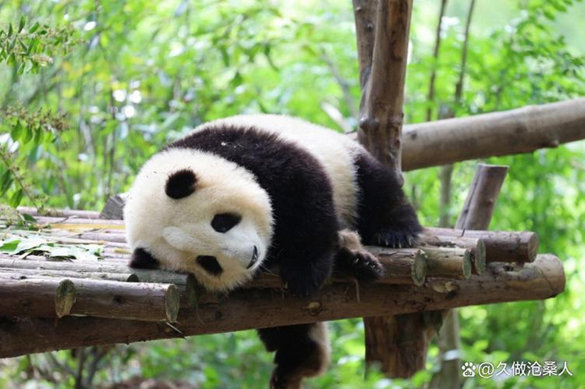 大熊猫是中国国家象征之一,因其稀有性和珍贵性,可爱的外表,保护价值