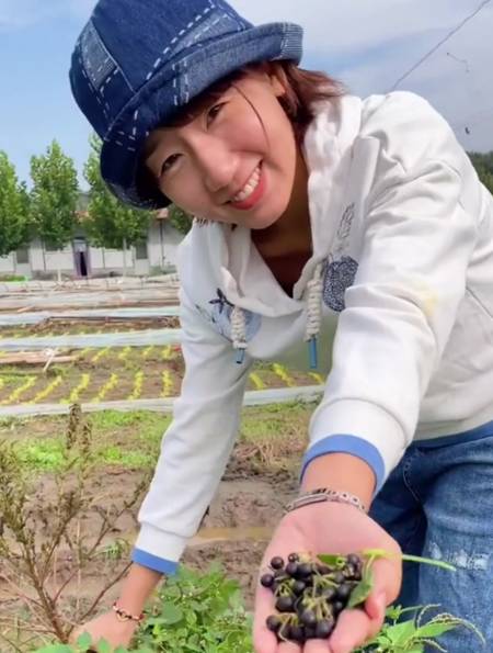 见识一下东北的特产"龙葵",全身黑悠悠,浑身都是宝!-度小视