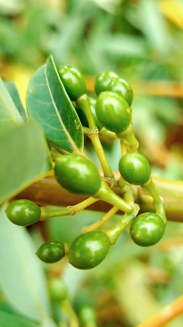 串串珍珠香桂子,丛丛玛瑙腊梅柴-度小视