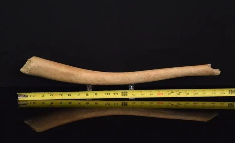 人类祖先都有丁丁骨为什么现代人类没有是退化了吗