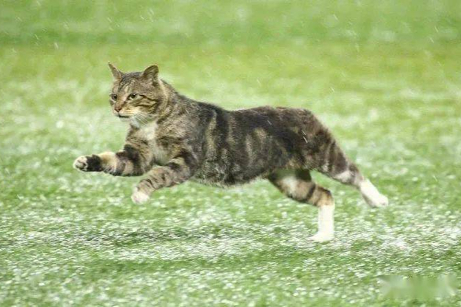 猫咪四处奔跑的秘密:探寻背后的隐含信息,揭示猫咪的情感密码