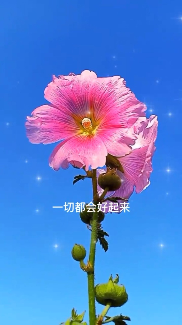 治愈风景阳春三月万物复苏春暖花已开一切都会好起来