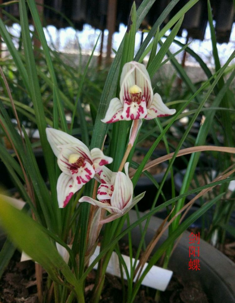 莲瓣兰剑阳蝶,花开如蝶,叶姿高雅,花香迷人,极具收藏价值