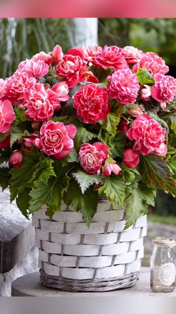 球根海棠别看种球长得丑开花好看似牡丹它还是宿根花卉