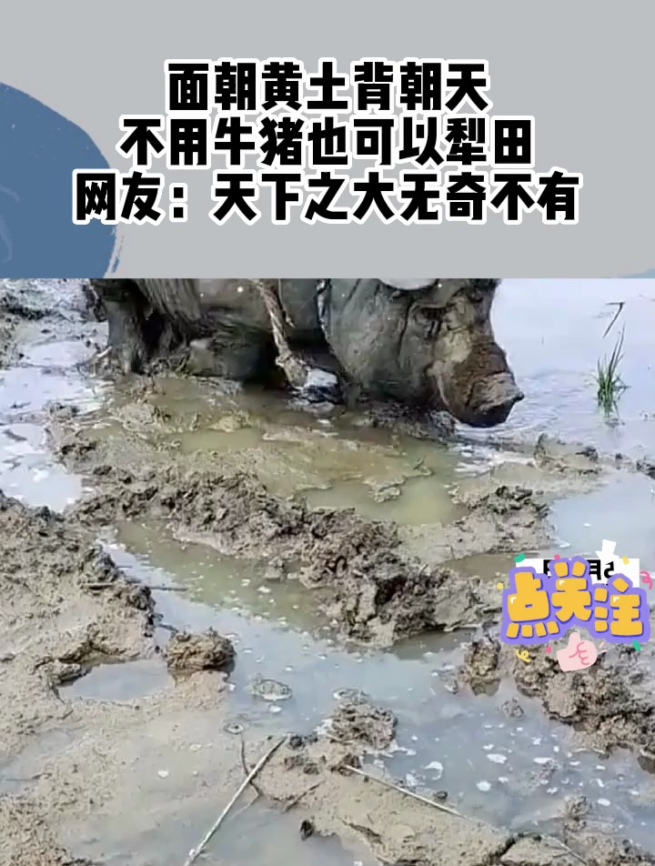 面朝黄土背朝天不用牛猪也可以犁田网友天下之大无奇不有