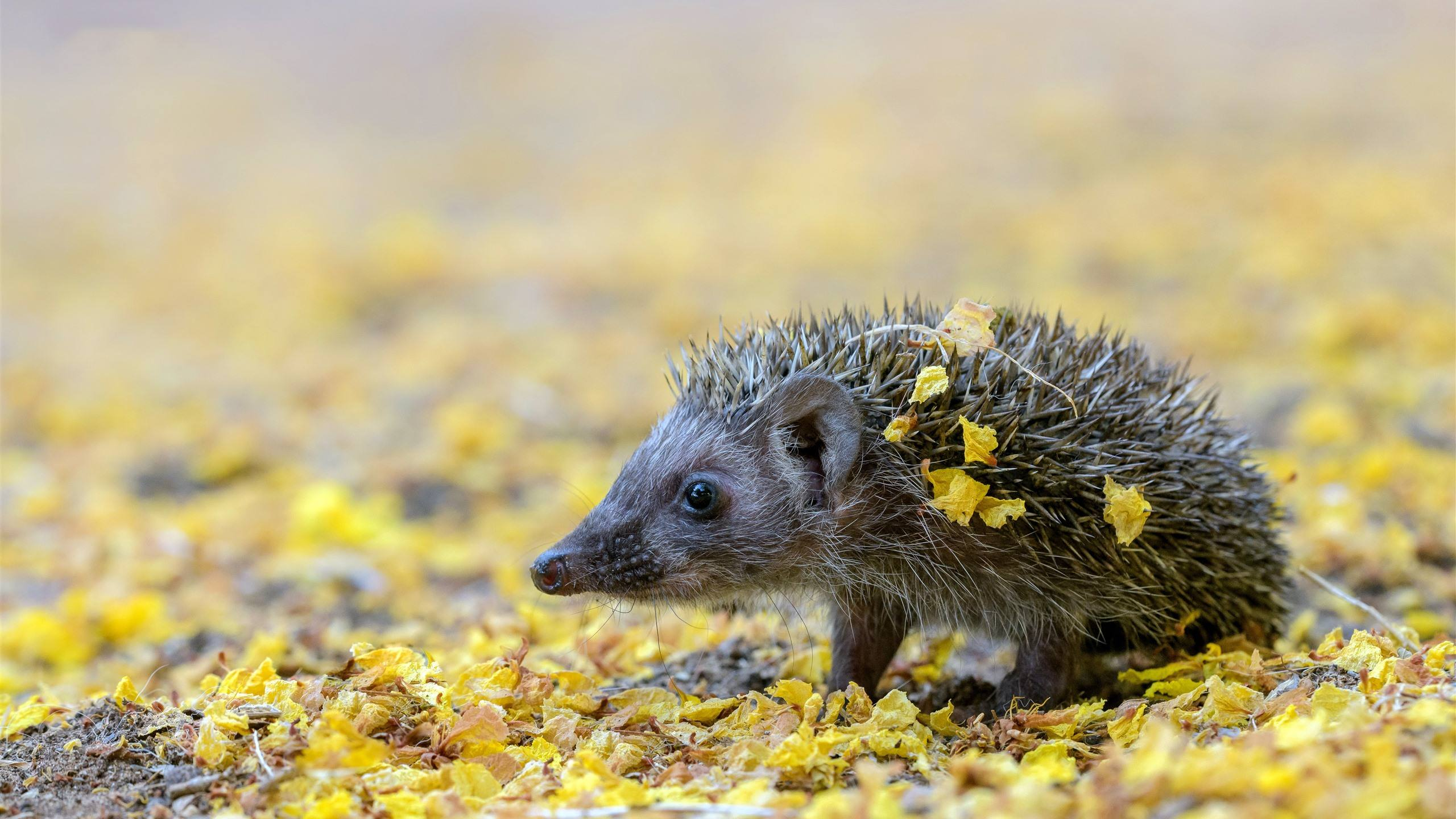 两只刺猬如何相拥取暖