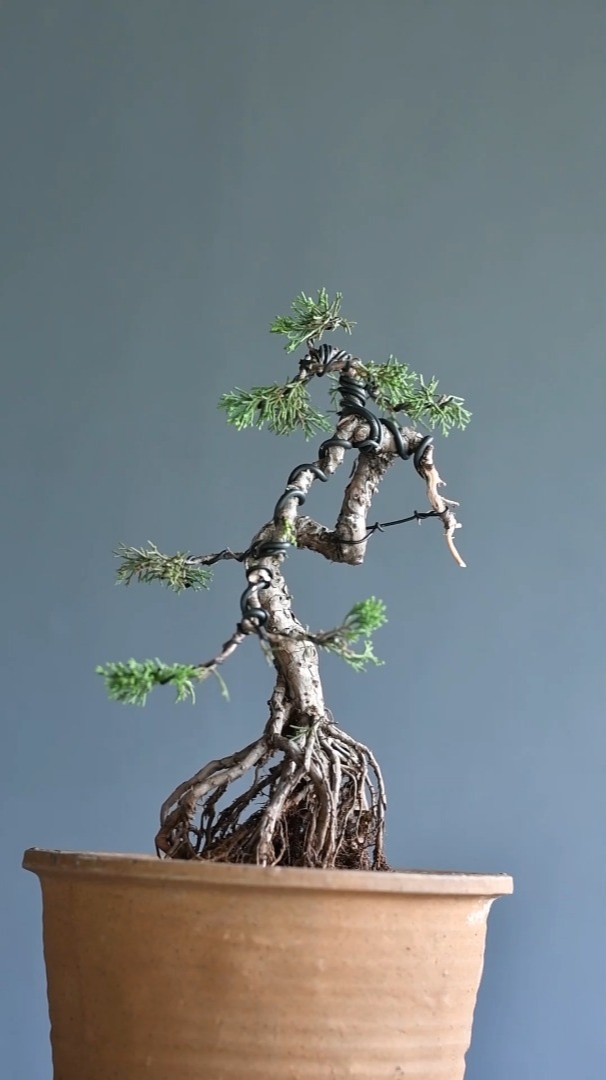 济州真柏盆景修剪盆景制作