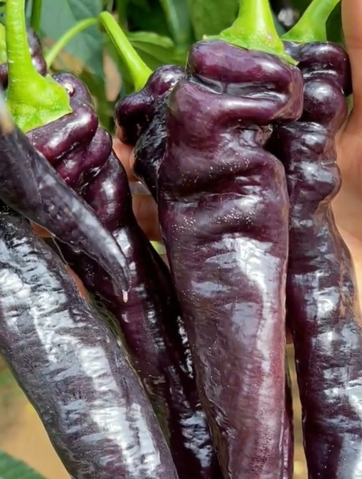 湖南特产"黑辣椒",种植不用授粉,北方人没吃过!-度小视