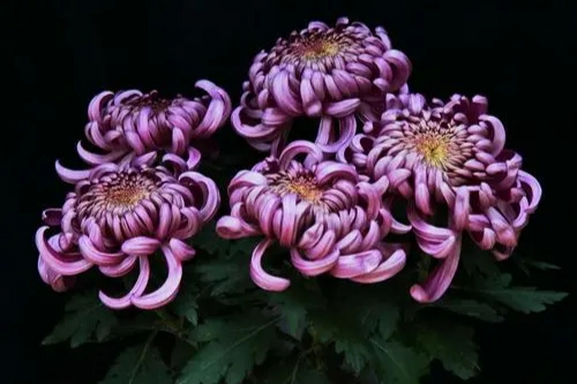 紫色菊花的花语是优雅,高贵和神秘,寓意高贵,权威,神秘,不可思议和