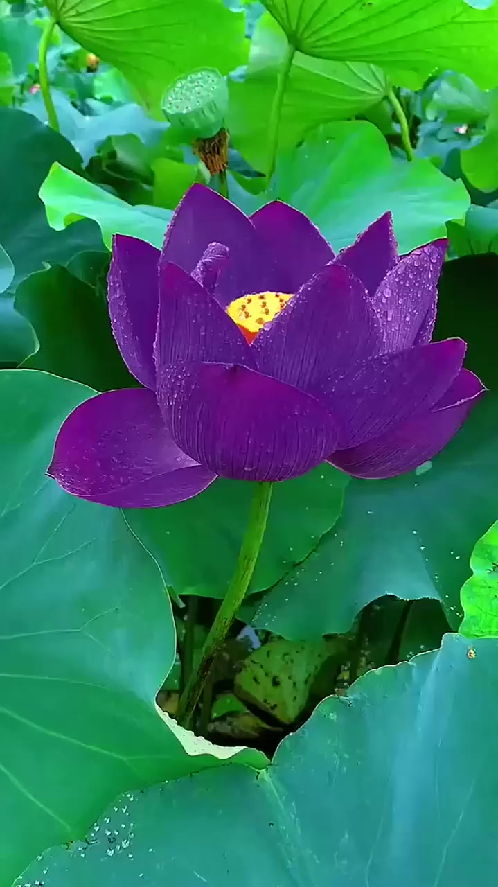 活了这么多年,头回见到紫荷花,这也太漂亮了吧!-度小视