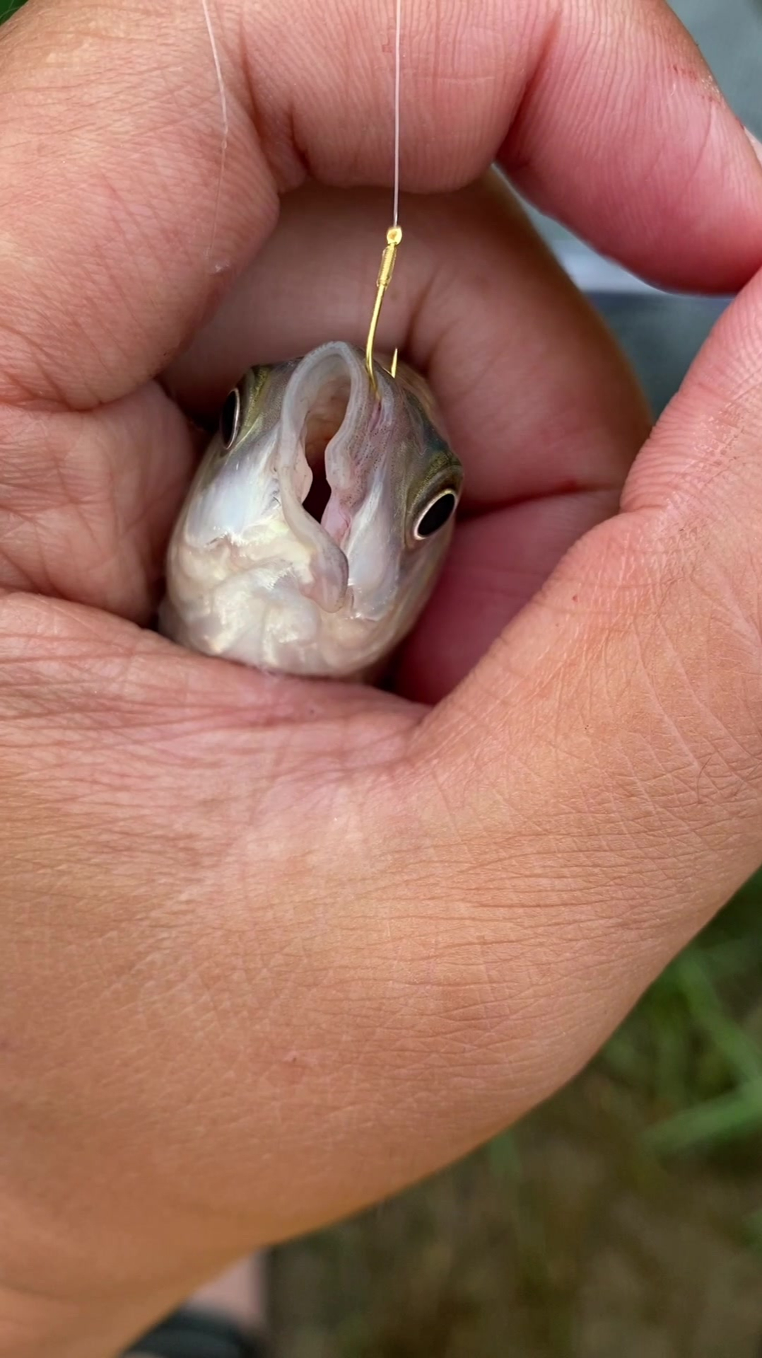 钓到一条歪嘴鲫鱼,这是怎么长的?