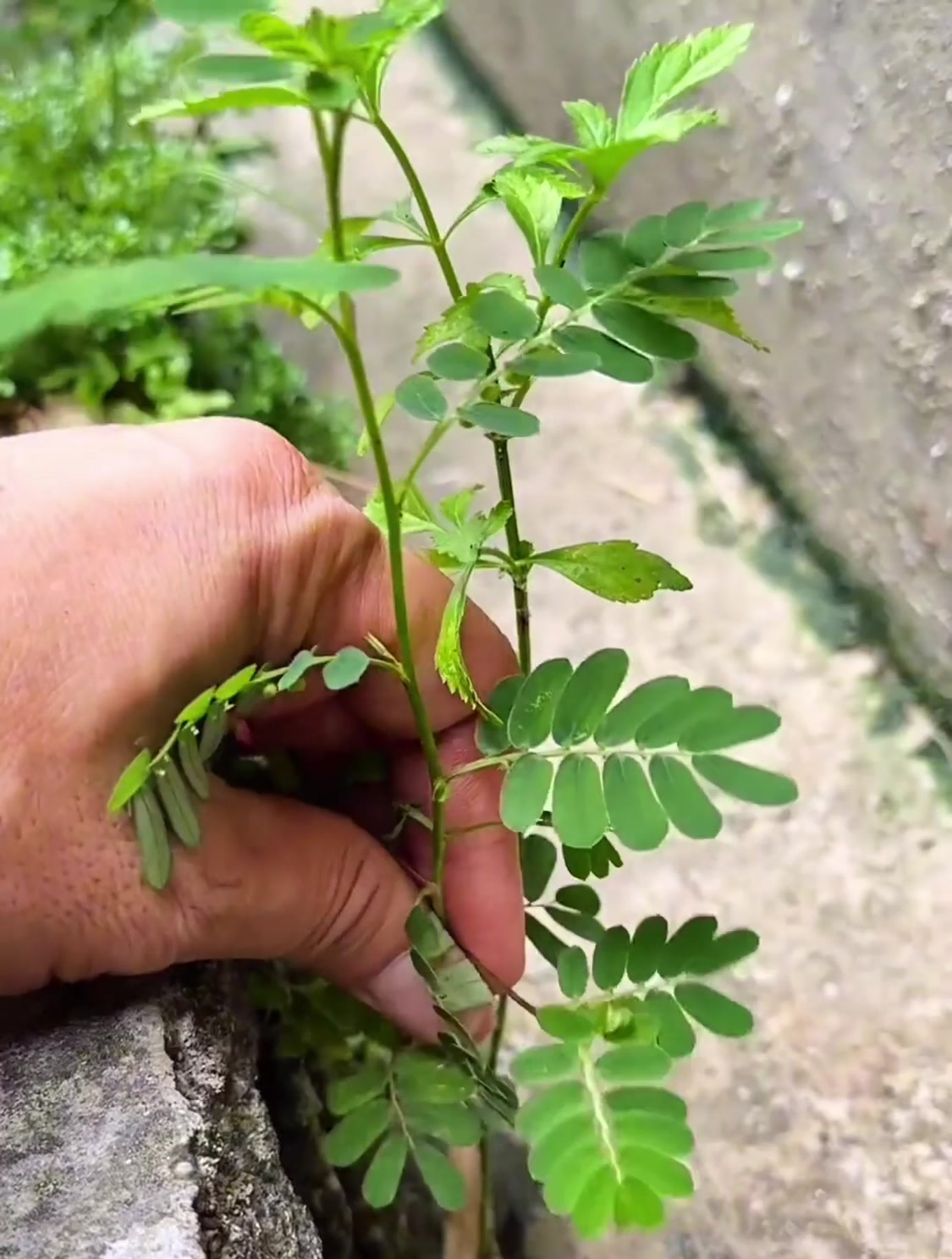 叶下珠又叫龙珠草 珠子草